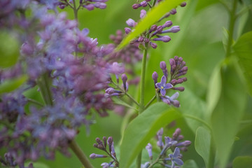 lilac, spring, background, flower, blooming, blossom, bush, garden, bloom, nature, branch, purple, beauty, summer, plant, season, floral, green, beautiful, leaf, pink, botany, natural, color, blossomi
