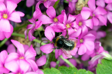 Pink Flowers from a Fake Shamrock Oxalis Plant With a Bee