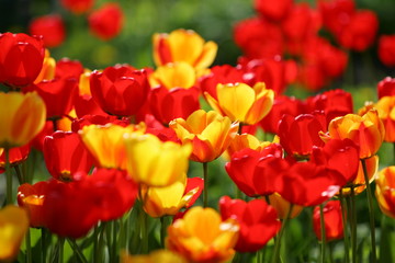 Beautiful colored red and yellow tulips on a field, postcard or greetingscard for easter and motherday