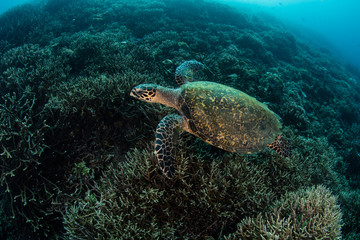Naklejka na ściany i meble A Hawksbill sea turtle, Eretmochelys imbricata, swims over a beautiful coral reef in Komodo National Park, Indonesia. This tropical area is known for its high marine biodiversity.