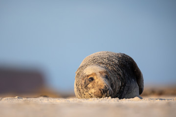 Kegelrobbe (Halichoerus grypus)