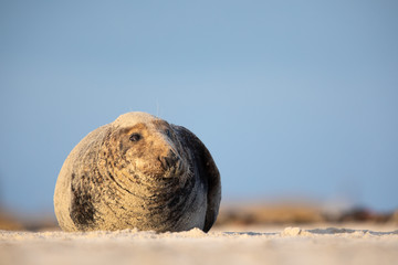 Kegelrobbe (Halichoerus grypus) © Christoph