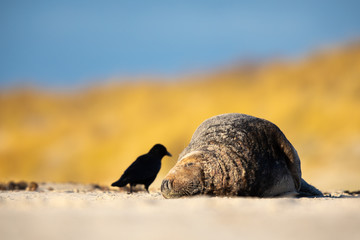 Kegelrobbe (Halichoerus grypus) © Christoph