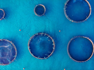 Salmon fish farm in tank for breeding and maintenance, blue water. Aerial top view