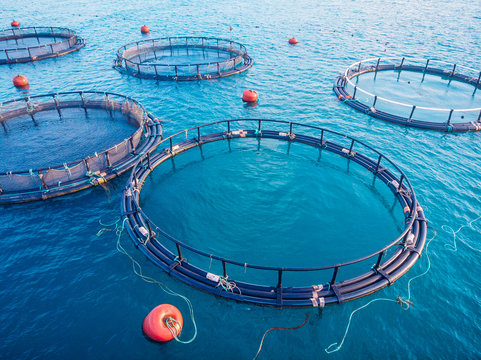 Salmon fish farm aquaculture blue water. Aerial top view