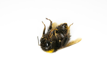 Dead Bumblebee Bee on White Background