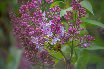 lilac, spring, background, flower, blooming, blossom, bush, garden, bloom, nature, branch, purple, beauty, summer, plant, season, floral, green, beautiful, leaf, pink, botany, natural, color, blossomi