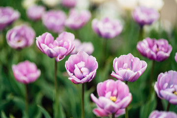 Fototapeta premium close-up beautiful spring flowers growing on the lawn near the forest