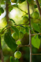 fruit and trees grown in gardens