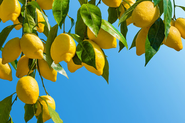 Fresh yellow ripe lemons with green leaves - obrazy, fototapety, plakaty