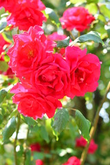 red roses in garden