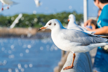 Copy space and close up view of Seagulls stand perched on a concrete fence. There are blur people standing in background.