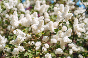 beautiful white lilac blooms in spring in the garden