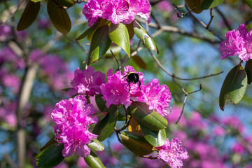 Rhododendron trees closeup at spring full bloom