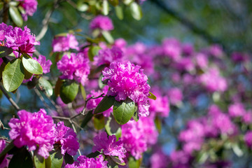 Rhododendron trees closeup at spring full bloom