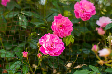 pink rose in the garden