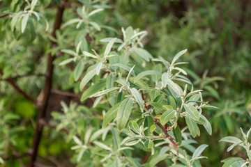 ein Ast der Siberweide