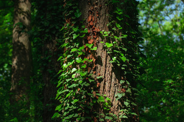 green leaves on the tree