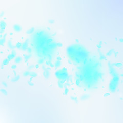 Turquoise flower petals falling down. Magnificent romantic flowers falling rain. Flying petal on blue sky square background. Love, romance concept. Awesome wedding invitation.