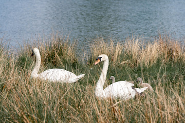 white swan in the nest with cygnets