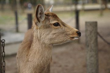 Nara Deer