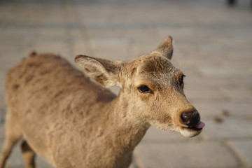 Naklejka na ściany i meble Nara Deer
