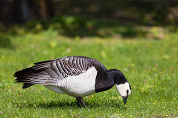 Barnacle goose in the grass outdoors