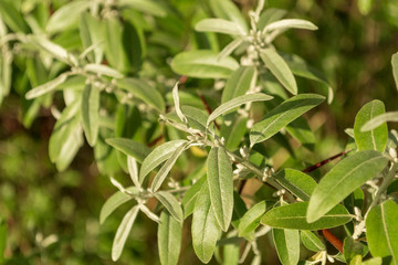 neue Siberweidenblätter