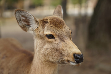 Nara Deer