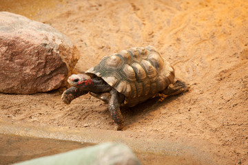 Fototapeta premium Turtle in the zoo going for swim