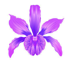 Tropical Orchid flower Cattleya type hybrid orchid with purple colored petals on white background vintage vector illustration editable hand draw