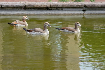 Nilgans