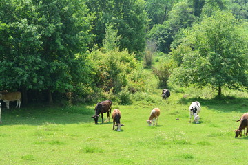 grass eating animals in the garden