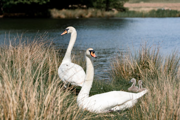 white swan in the nest with cygnets