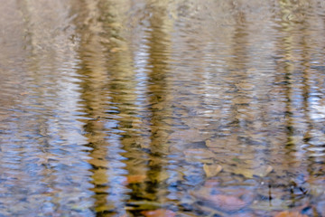 Tree trunks reflecting in a calm clear forest creek with plentyful foliage underwater, on a beautiful autumn day