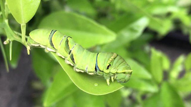a hungry swallowtail butterfly caterpillar eating a leaf_v03	