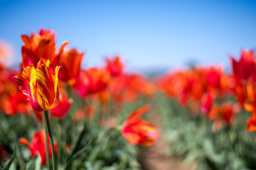 Low-Viewpoint Orange and Red Tulips Farm Grown