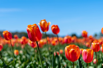 Orange and Red Tulips Growing on a Farm