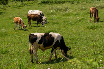 grass eating animals in the garden
