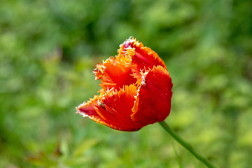 Fototapeta premium Tulpe