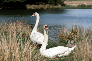 white swan in the nest with cygnets