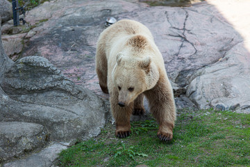 Bear in captivity outdoors summer