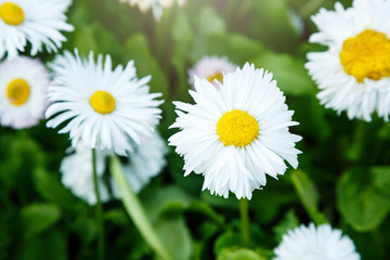 Blossom big daisies on meadow. Summer, floral background. Wild chamomile close up