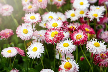 Fototapeta premium Close up summer field with pink daisies. Herb plants. Floral, nature background