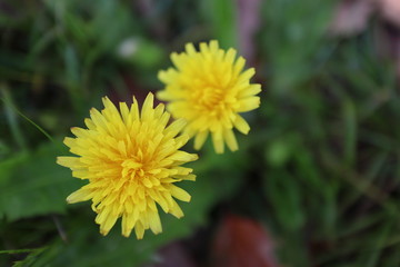 dandelion in the grass