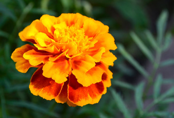 Orange yellow French marigold or  Tagetes patula flower in summer garden.Floral background with copy space.Selective focus.