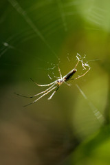 Spider on web