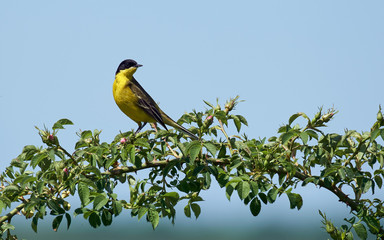 Black headed western yellow wagtail