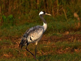 A close up image of the head of a Common Crane (Grus grus)  in Hahula, Israel. - Image