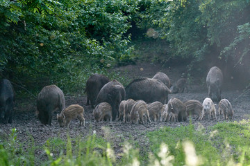 Wild hogs in the forest